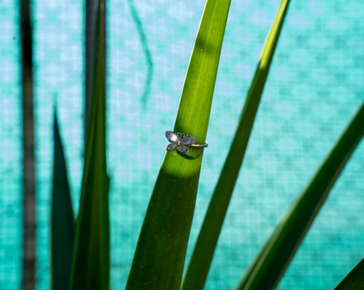 FlutterBloom Ring 🦋✨